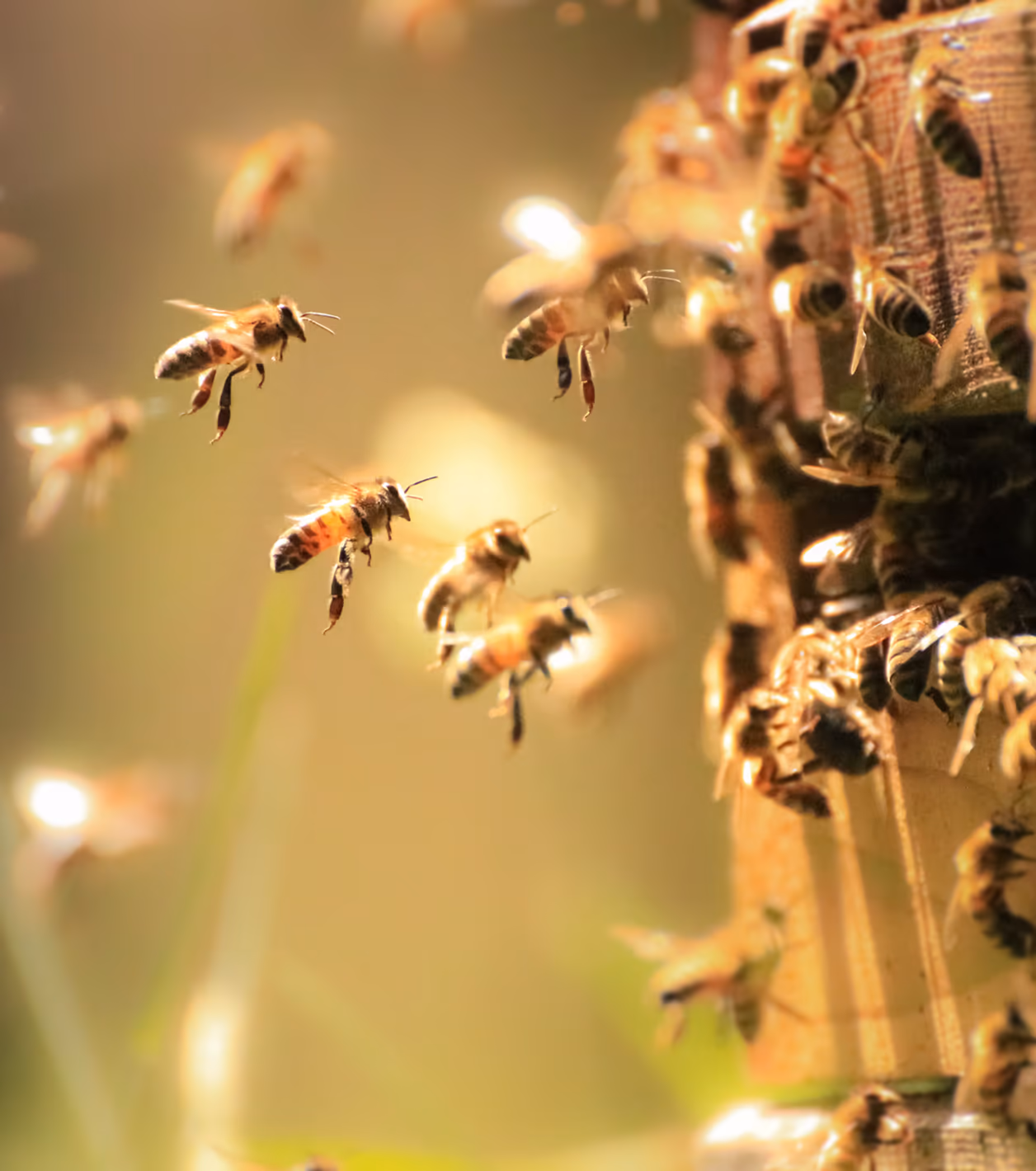 Bienen im Anflug auf den Stock — visuelle Klammer für die Mānuka-Welt zwischen Natur und Marke