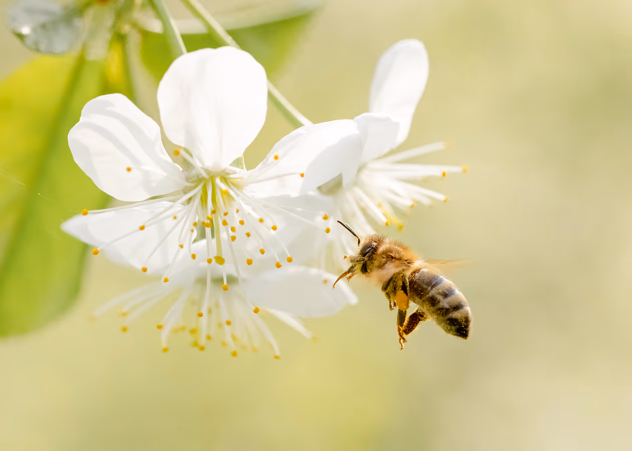 Biene im Anflug auf eine weiße Blüte vor weichem grünen Hintergrund — Sinnbild für das Storytelling rund um Mānuka